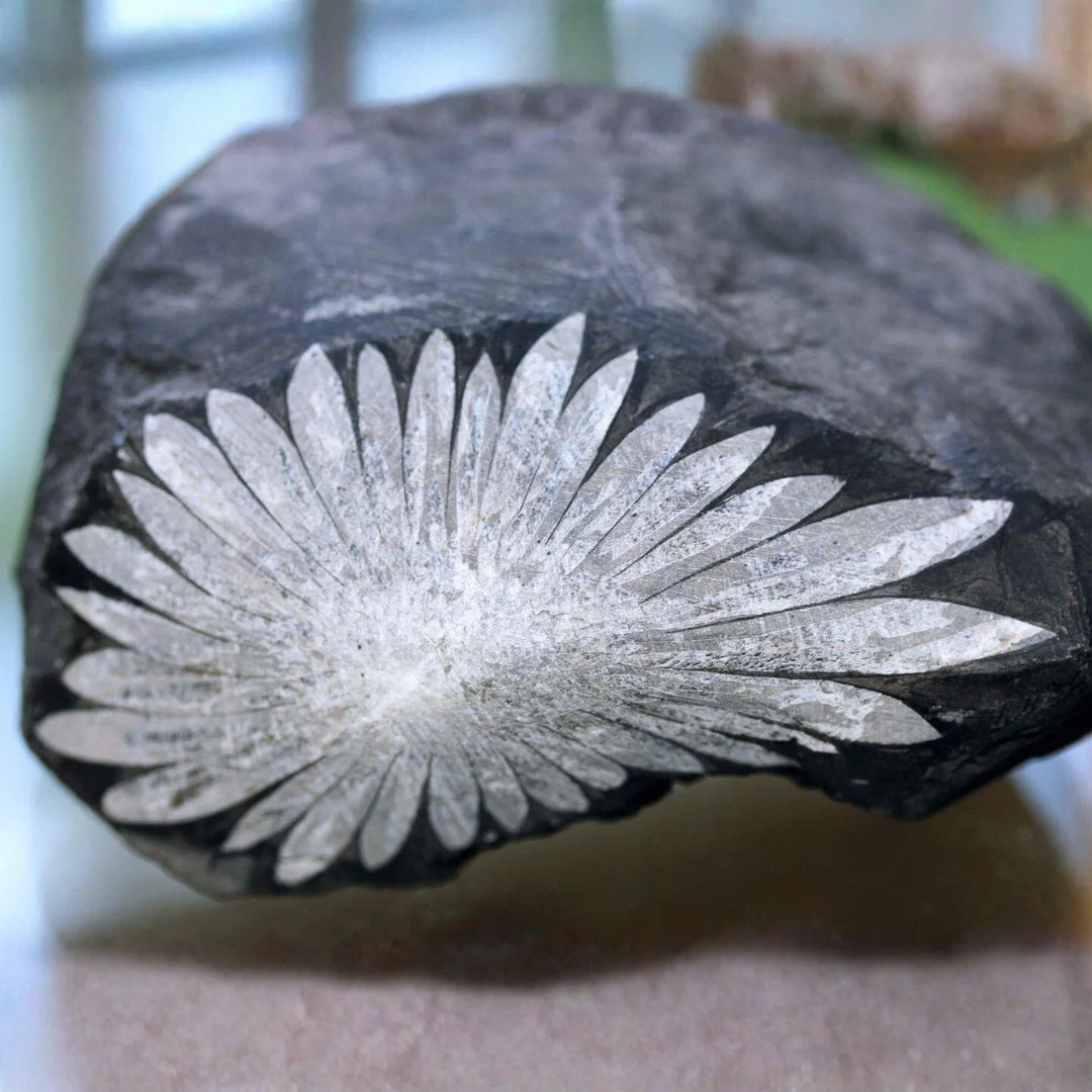 Chrysanthemum Stone